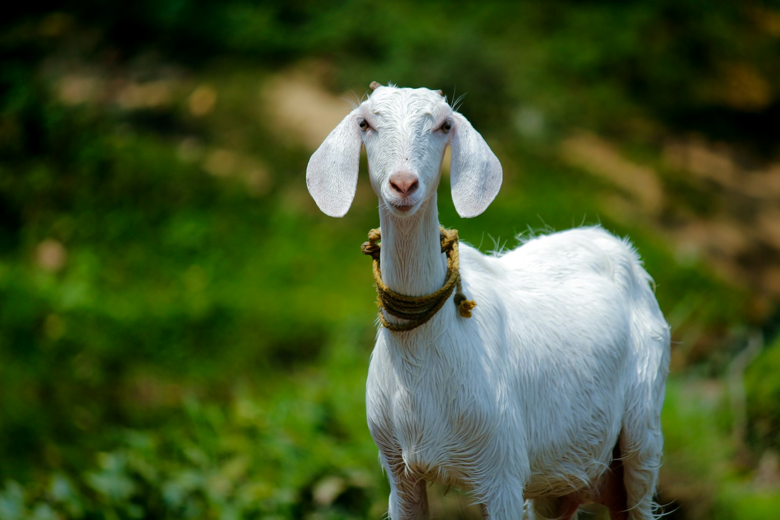 Courtyard goats - Nigerian Dwarf goat portrait